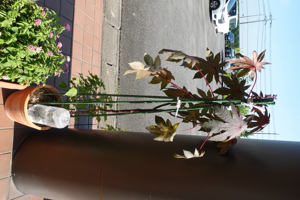 DSC03590